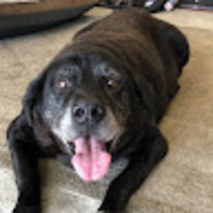 Meet your Posher, Chuck